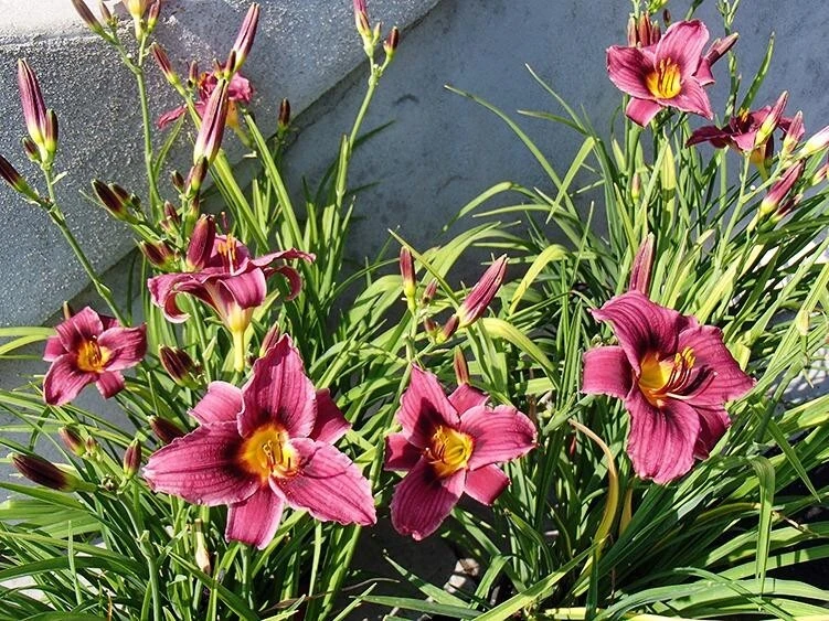2 Grape Magic Daylily Perennial Flower Bare Root Plants - Purple/Yellow Outdoor - Image 3