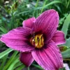 2 Grape Magic Daylily Perennial Flower Bare Root Plants - Purple/Yellow Outdoor - Image 1