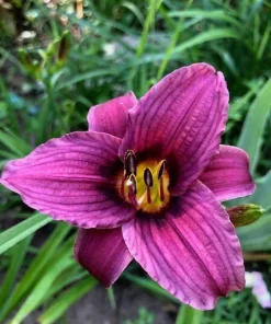 2 Grape Magic Daylily Perennial Flower Bare Root Plants - Purple/Yellow Outdoor - Image 1