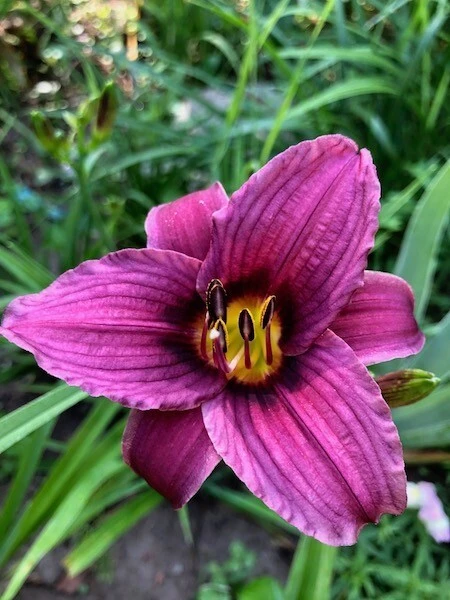 2 Grape Magic Daylily Perennial Flower Bare Root Plants - Purple/Yellow Outdoor - Image 1