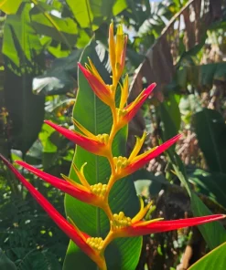 2 Heliconia Carmasita Live Rhizomes - Exotic Tropical Flowering Plant - Image 2