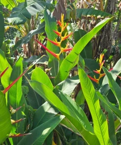 2 Heliconia Carmasita Live Rhizomes - Exotic Tropical Flowering Plant - Image 3