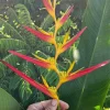 2 Heliconia Carmasita Live Rhizomes - Exotic Tropical Flowering Plant - Image 1
