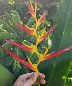 2 Heliconia Carmasita Live Rhizomes - Exotic Tropical Flowering Plant - Image 1