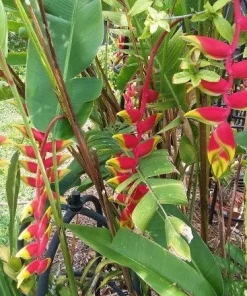 2 Heliconia Rostrata Rhizome – Lobster Claw Tropical Plant – Live Bulbs - Image 2