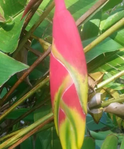 2 Heliconia Rostrata Rhizome – Lobster Claw Tropical Plant – Live Bulbs - Image 3