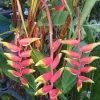 2 Heliconia Rostrata Rhizome – Lobster Claw Tropical Plant – Live Bulbs - Image 1