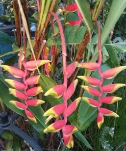 2 Heliconia Rostrata Rhizome – Lobster Claw Tropical Plant – Live Bulbs - Image 1