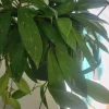 2 Hoya Houseplant Cuttings - Live Wax Plant Starter for Indoor Growing - Potted - Image 1