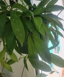 2 Hoya Houseplant Cuttings - Live Wax Plant Starter for Indoor Growing - Potted - Image 1