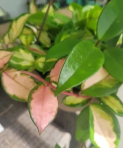 2 Hoya Plant Cuttings in Pot - Live Wax Plant Starter Houseplant for Indoor Growing - Image 1