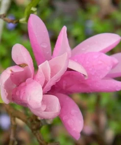 2 Jane Magnolia Live Plants - 6-12