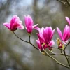 2 Jane Magnolia Live Plants - 6-12" Tall Bushes, 2.5" Pots, Purple-Pink Bloom - Image 1