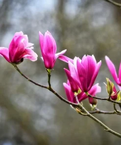 2 Jane Magnolia Live Plants - 6-12" Tall Bushes, 2.5" Pots, Purple-Pink Bloom - Image 1