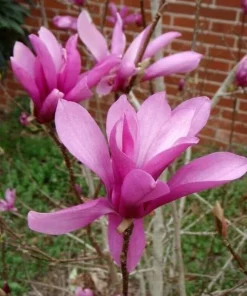 2 Jane Magnolia Live Plants - 6-12