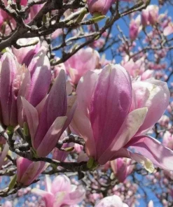 2 Jane Magnolia Live Plants - 6-12