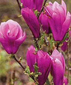 2 Jane Magnolia Live Plants - 6-12