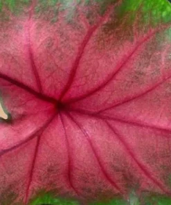 2 Jumbo Caladium Bulbs - John Peed Variety - Red & Green Foliage - Outdoor Shade - Image 2