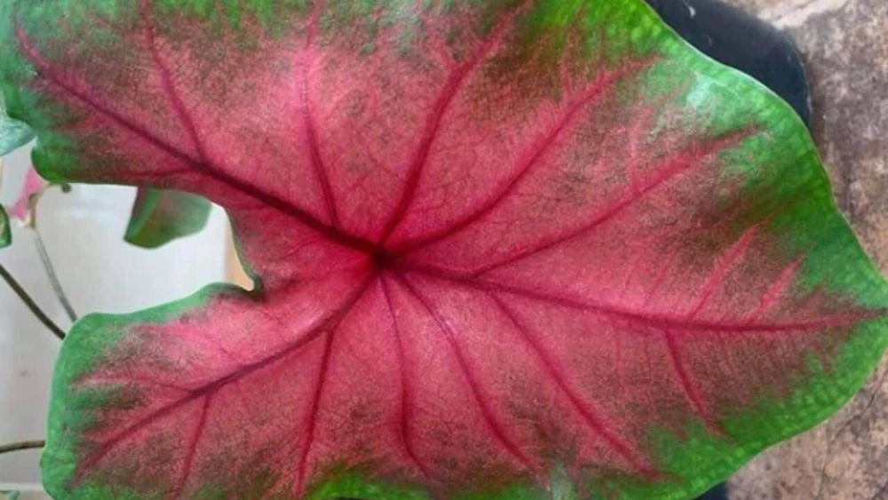 2 Jumbo Caladium Bulbs - John Peed Variety - Red & Green Foliage - Outdoor Shade - Image 2