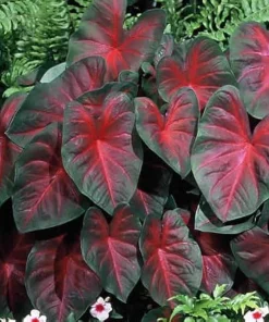 2 Jumbo Caladium Bulbs - John Peed Variety - Red & Green Foliage - Outdoor Shade - Image 3
