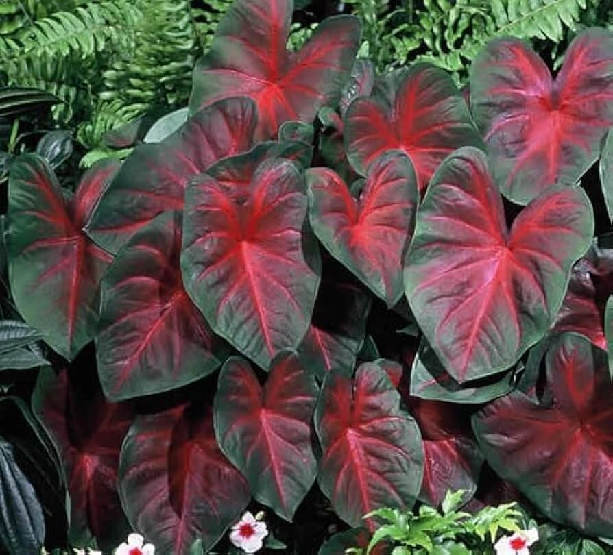2 Jumbo Caladium Bulbs - John Peed Variety - Red & Green Foliage - Outdoor Shade - Image 3