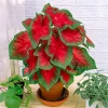 2 Jumbo Caladium Bulbs - John Peed Variety - Red & Green Foliage - Outdoor Shade - Image 1