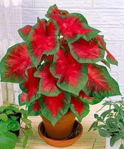 2 Jumbo Caladium Bulbs - John Peed Variety - Red & Green Foliage - Outdoor Shade - Image 1