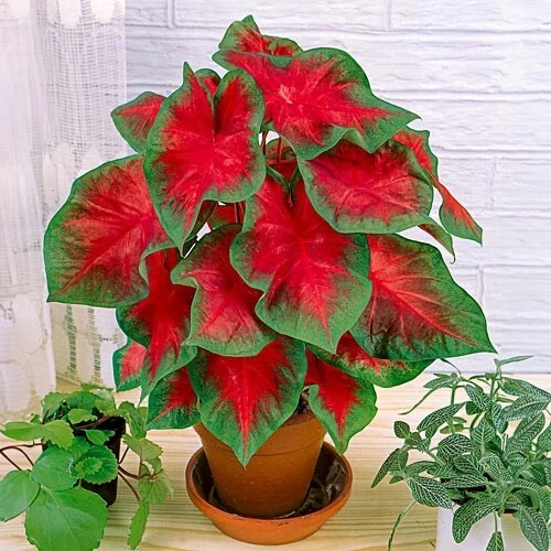 2 Jumbo Caladium Bulbs - John Peed Variety - Red & Green Foliage - Outdoor Shade - Image 1