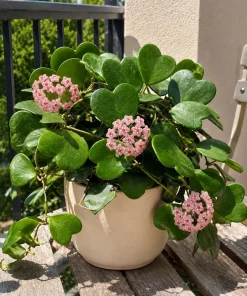 2 Kerrii Hoya Live Plants 4-6 Inch Tall - Sweetheart Heart Leaf Houseplant - Image 2