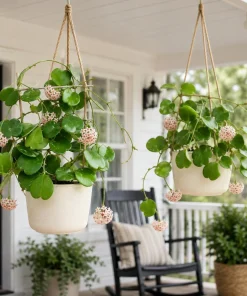 2 Kerrii Hoya Live Plants 4-6 Inch Tall - Sweetheart Heart Leaf Houseplant - Image 5