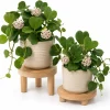2 Kerrii Hoya Live Plants 4-6 Inch Tall - Sweetheart Heart Leaf Houseplant - Image 1