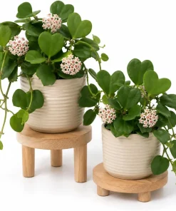 2 Kerrii Hoya Live Plants 4-6 Inch Tall - Sweetheart Heart Leaf Houseplant - Image 1