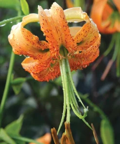 2 Lilium henryi Lily Bulbs - Fragrant Orange Flowers, Outdoor Perennial - Image 2