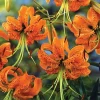 2 Lilium henryi Lily Bulbs - Fragrant Orange Flowers, Outdoor Perennial - Image 1