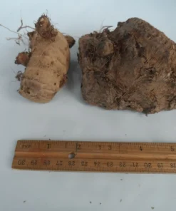 2 Live Elephant Ear Taro Bulbs - Colocasia esculenta Gabi Kalo Eddo Edible Root Vegetable Tropical - Image 2
