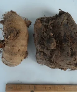 2 Live Elephant Ear Taro Bulbs - Colocasia esculenta Gabi Kalo Eddo Edible Root Vegetable Tropical - Image 3