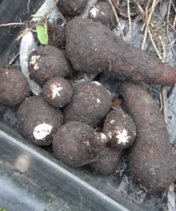 2 Live Elephant Ear Taro Bulbs - Colocasia esculenta Gabi Kalo Eddo Edible Root Vegetable Tropical - Image 4