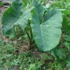 2 Live Elephant Ear Taro Bulbs - Colocasia esculenta Gabi Kalo Eddo Edible Root Vegetable Tropical - Image 1