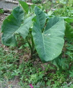 2 Live Elephant Ear Taro Bulbs - Colocasia esculenta Gabi Kalo Eddo Edible Root Vegetable Tropical - Image 1