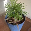 2 Live Palm & Cactus Houseplants in Vase - Indoor Decorative Plants - Image 1