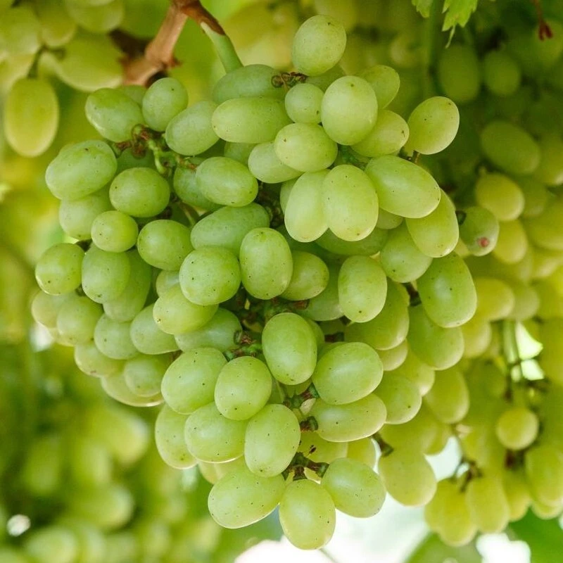 2 Live Seedless Grape Vine Plants - Hope Bunch & Crimson Red Outdoor Edible Fruit - Image 2