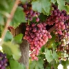 2 Live Seedless Grape Vine Plants - Hope Bunch & Crimson Red Outdoor Edible Fruit - Image 1