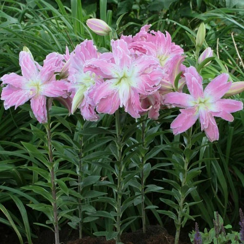 2 Lotus Elegance Double Oriental Lily Bulbs - Flamboyant Blooms, Outdoor - Image 3