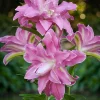 2 Lotus Elegance Double Oriental Lily Bulbs - Flamboyant Blooms, Outdoor - Image 1