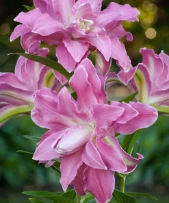 2 Lotus Elegance Double Oriental Lily Bulbs - Flamboyant Blooms, Outdoor - Image 1