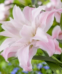 2 Lotus Queen Double Oriental Lily Flower Bulbs - Multicolor, Outdoor - Image 2
