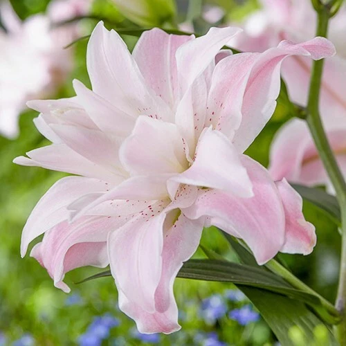 2 Lotus Queen Double Oriental Lily Flower Bulbs - Multicolor, Outdoor - Image 2