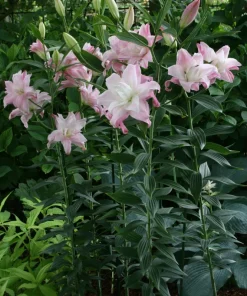 2 Lotus Queen Double Oriental Lily Flower Bulbs - Multicolor, Outdoor - Image 3
