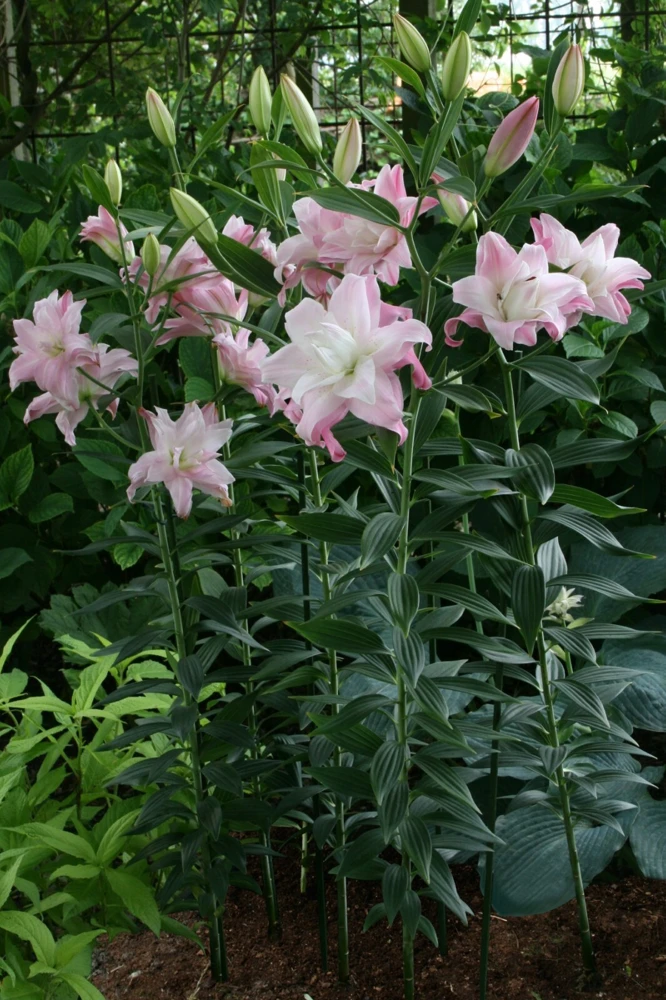 2 Lotus Queen Double Oriental Lily Flower Bulbs - Multicolor, Outdoor - Image 3
