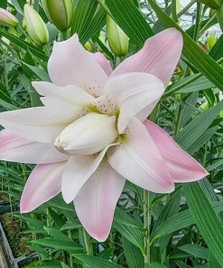 2 Lotus Queen Double Oriental Lily Flower Bulbs - Multicolor, Outdoor - Image 4